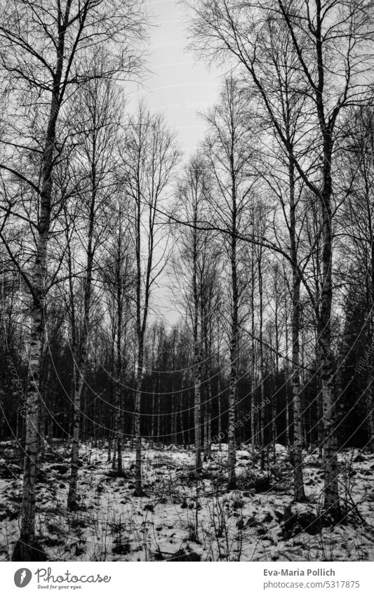 winterlicher Birkenwald in schwarz-weiß Natur Bäume Menschenleer Schwarzweißfoto Landschaft Wald Baum Holz Baumrinde Wachstum Pflanze Kontrast Baumstamm