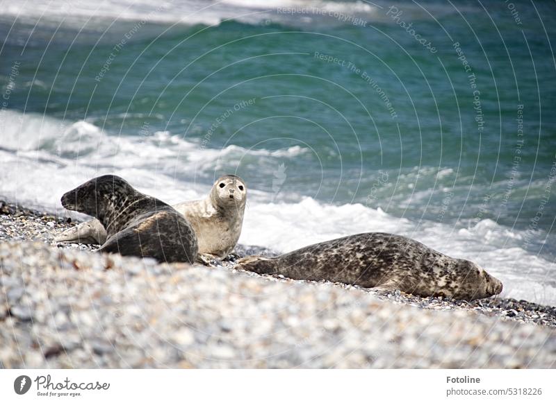 Drei Kegelrobben liegen an der Ade, einem Strand der Düne von Helgoland. Zwei genießen die Sonne, doch eine beobachtet mich neugierig. Robben Tier Farbfoto