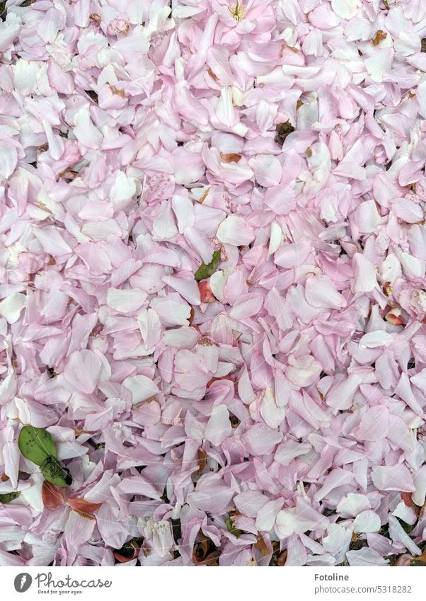 Der ganze Boden vor mir war mit rosa Blütenblättern bedeckt. Wie ein Blütenteppich. Frühling Blütenmeer Blütenblatt blühend viele natürlich Pflanze Blühend