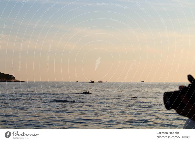 mehrere schwimmende Delphine im Meer mit Booten im Hintergrund und am rechten Bildrand eine gehaltene Fotokamera Wasser Himmel Kamera Fotografieren Farbfoto