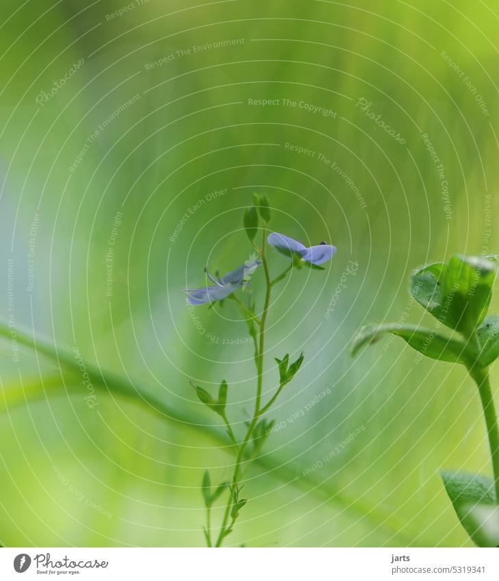 Einfache kleine blaue Blume am Wegrand grün Blüte Wald Natur Einfachheit Blühend Sommer Wachstum Pflanze schön Außenaufnahme Duft Frühling Menschenleer