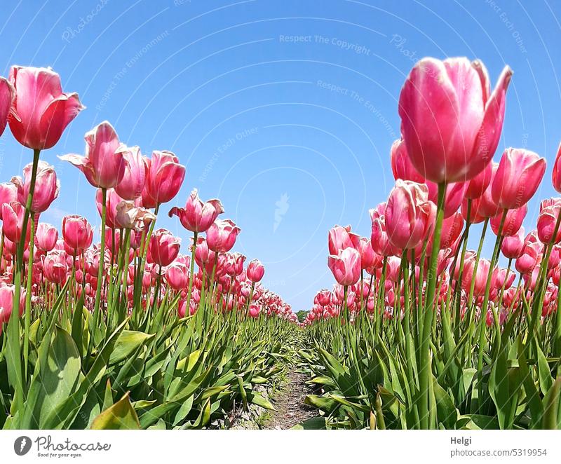 blühende rosafarbige Tulpen in Reihen auf einem Tulpenfeld vor blauem Himmel Blume Blüte viele Froschperspektive Pflanze Frühling Tulpenblüte Blühend Farbfoto