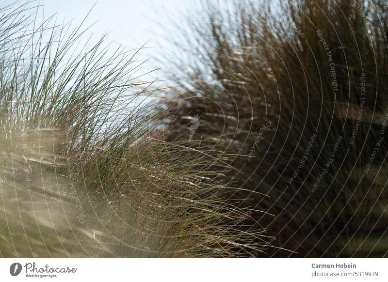 grüne Gräser im Sonnenschein Gras Sommer Außenaufnahme unscharf Unschärfe Natur Licht Nahaufnahme Farbfoto schön Sonnenlicht schönes Wetter Umwelt natürlich