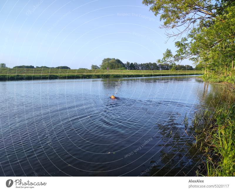 Blonder Labrador schwimmt in einem See und holt einen Stock aus dem Wasser blond Hund Haustier Tierliebe Wasserhund Gewässer apportieren zurückholen Tierporträt