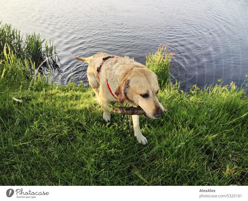 Blonder Labrador mit einem Stock im Maul kommt nass aus einem See heraus blond Hund Haustier Tierliebe Wasserhund Gewässer apportieren zurückholen Tierporträt