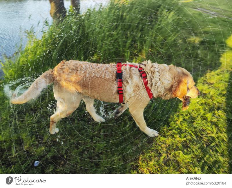 Blonder Labrador mit einem Stock im Maul kommt triefend nass aus einem See heraus blond Hund Haustier Tierliebe Wasserhund Gewässer apportieren zurückholen