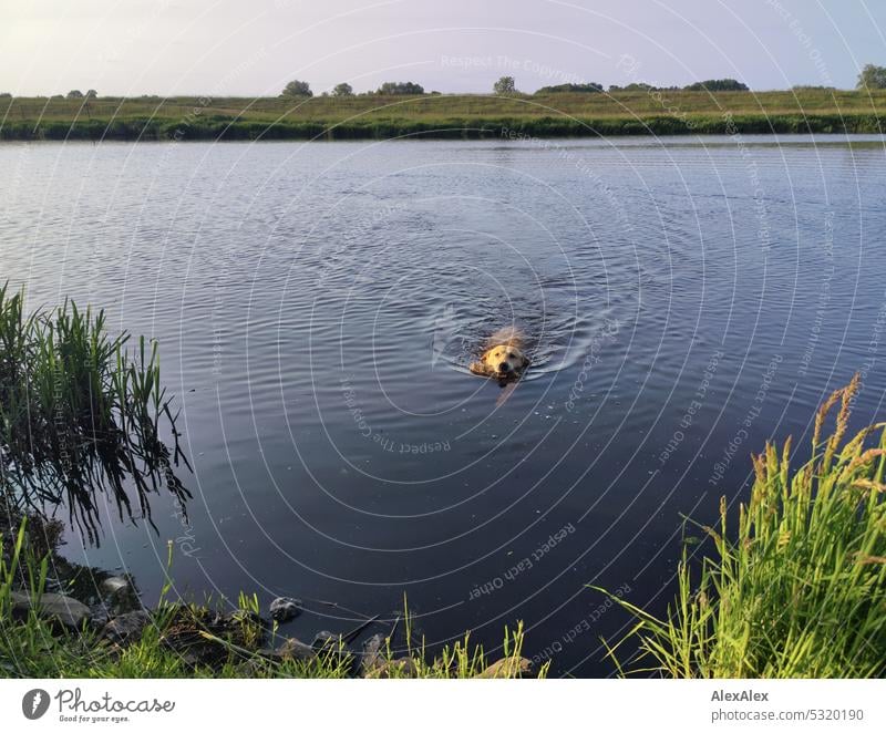 Blonder Labrador mit einem Stock im Maul schwimmt in einem See auf das Ufer zu blond Hund Haustier Tierliebe Wasserhund Gewässer apportieren zurückholen