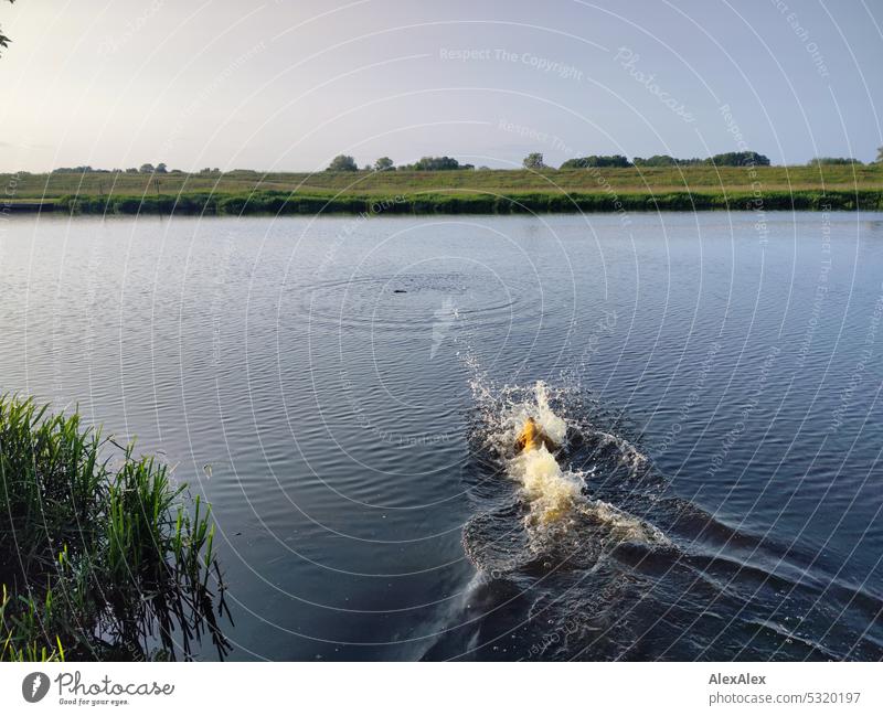 Blonder Labrador springt in einen See um einen Stock zurück zu holen - Moment des Eintauchens blond Hund Haustier Tierliebe Wasserhund Gewässer apportieren
