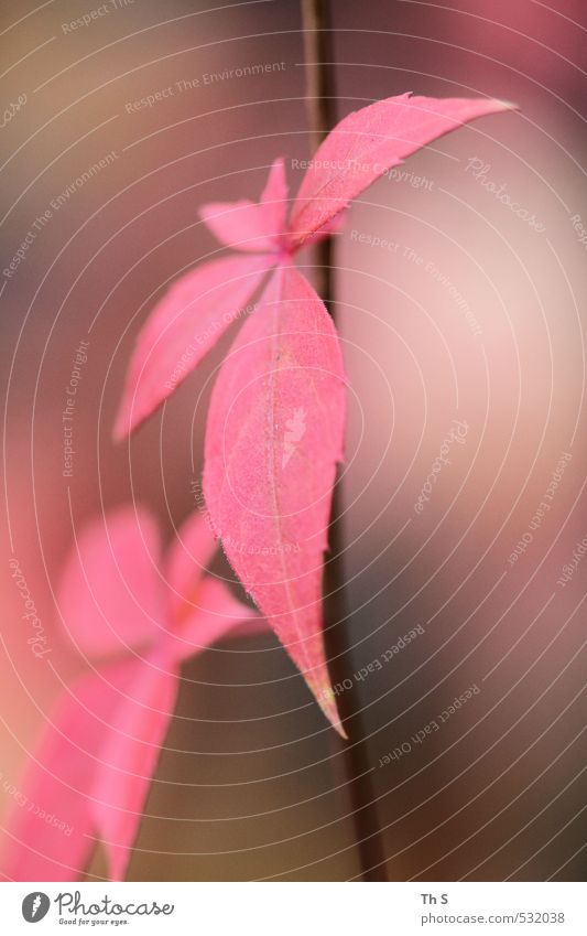 Pflanze Natur Herbst rosa ästhetisch harmonisch Farbfoto Außenaufnahme