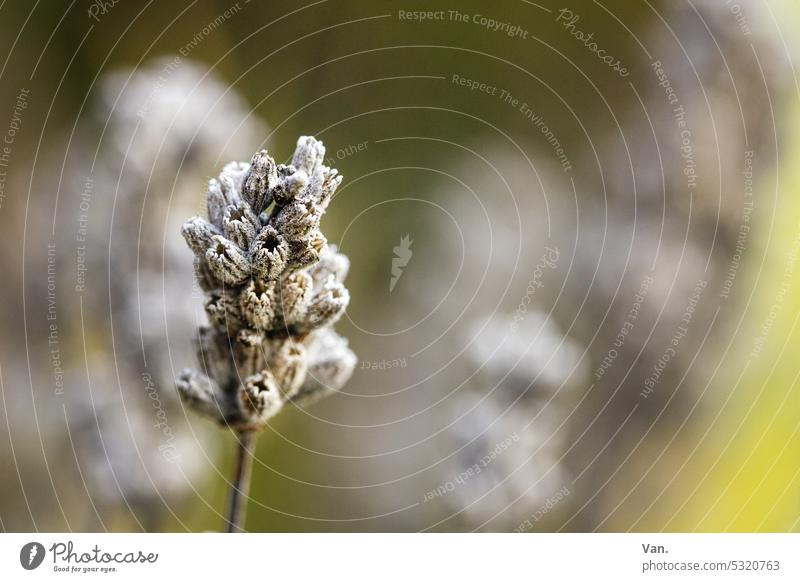 Pflanzendingens Blüte trocken verwelkt Nahaufnahme vertrocknet Natur verblüht Schwache Tiefenschärfe Herbst Außenaufnahme Farbfoto Wildpflanze Menschenleer