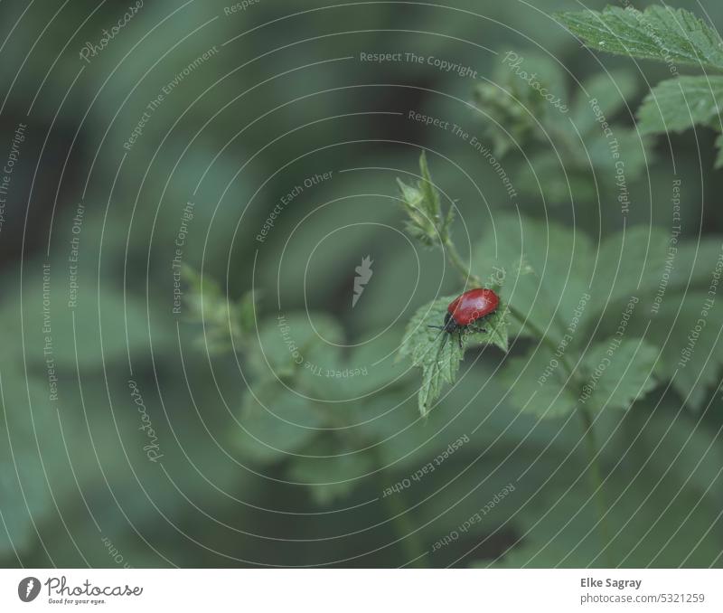 Roter Pappelblattkäfer- Chrysomela populi Käfer pappelblattkäfer Nahaufnahme Insekt Farbfoto Natur rot Schwache Tiefenschärfe Außenaufnahme Menschenleer