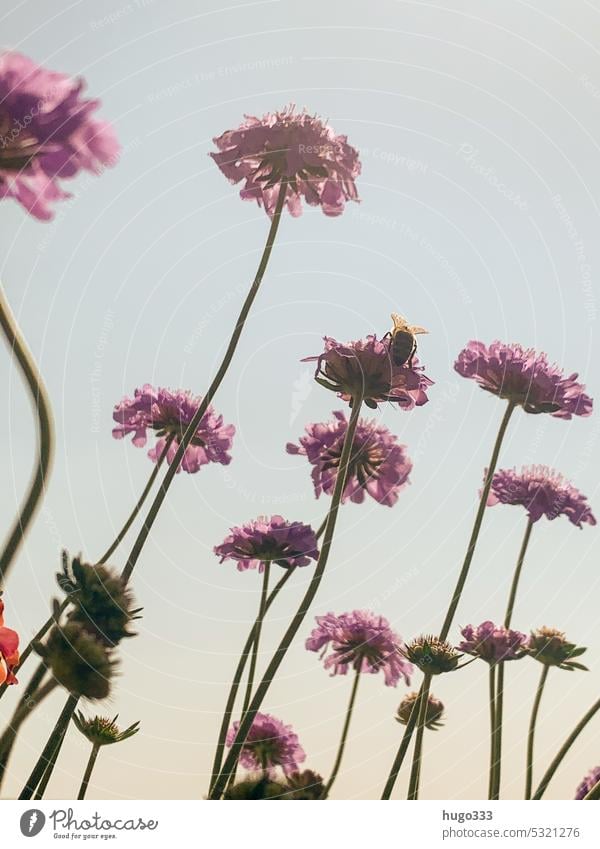 Skabiose Acker-Witwenblume Kardengewächs Natur Pflanze Blume Blüte Sommer Farbfoto grün Außenaufnahme Frühling Menschenleer Garten Schwache Tiefenschärfe