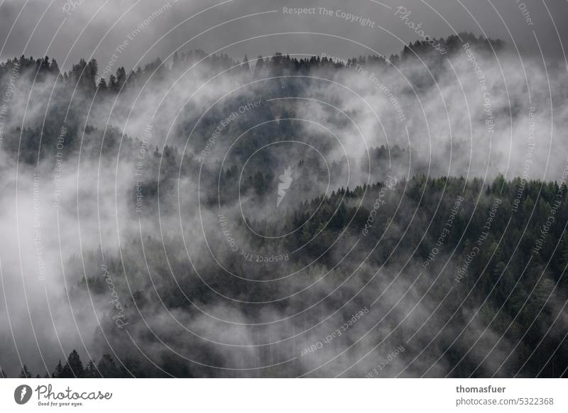 Bergwald in den Wolken, ein AntiReinhardMeyBild dunkel geisterhaft Romantik Märchen märchenhaft Alpen Nebel unheimlich bedrohlich schlechtes Wetter Wald