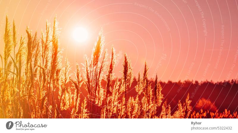 Panoramablick von trockenem Gras in Sonnenuntergang Sonnenlicht. Schöne Pflanze auf Sonnenaufgang Himmel Hintergrund. Natur bei Sonnenaufgang. Gras beleuchtet von der Sonne. Dämmerung Zeit. Goldene Sommer-Sonnenuntergang