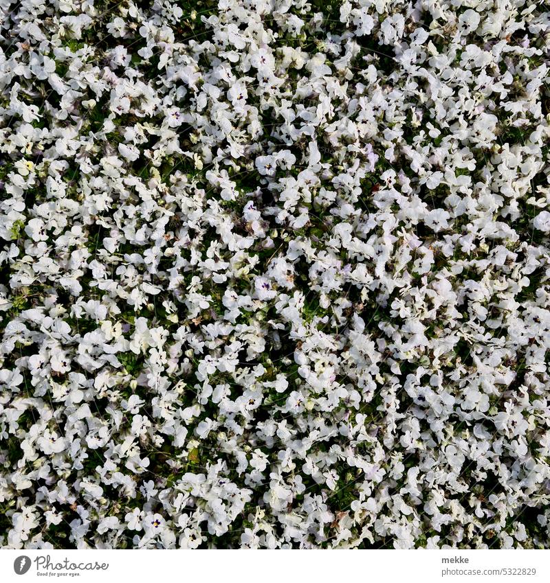 weißes Blütenmeer Blumen Blumenmeer blütenteppich Frühling Garten Blühend Sommer Park Veilchen Schnee decke unzählige viele hunderte gleichmäßig Gartenarbeit