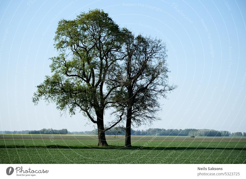 Bäume auf dem Feld mit klarem blauem Himmel im Hintergrund. Ackerbau atmosphärisch Hintergrundbeleuchtung schön Jalousien zentral Cloud Wolken allgemein Land