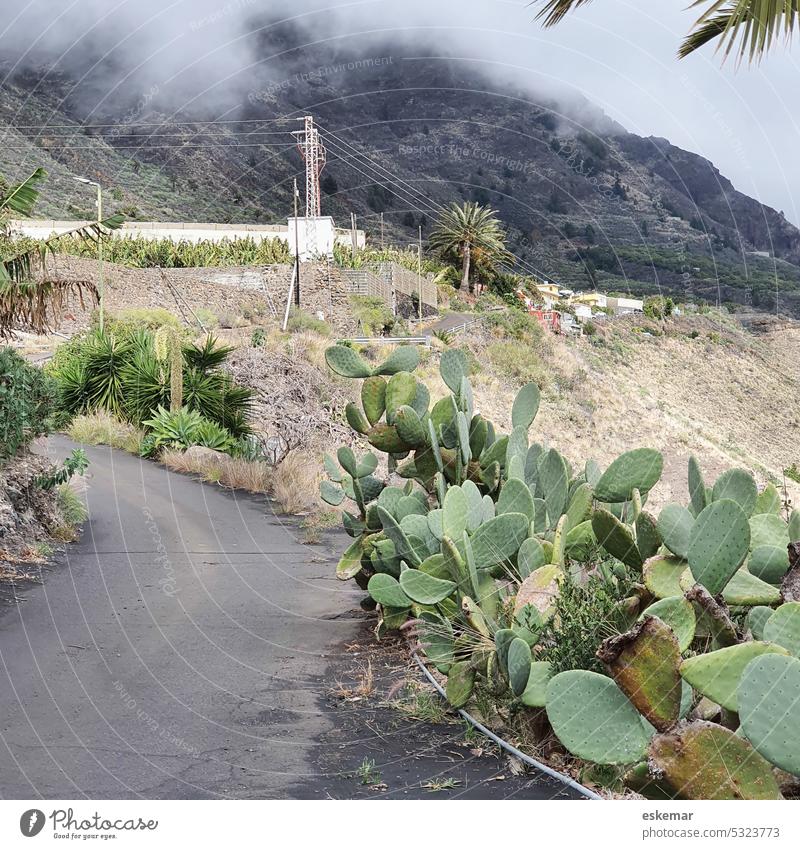 Kanarische Inseln Straße auf La Palma Berge Kaktus Kakteen Feigenkaktus Wolken Nebel schwarz schroff dunkel düster melancholisch Berge u. Gebirge Landschaft