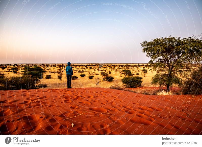 *4 9 0 0* gute aussichten Düne beeindruckend Sand Wärme träumen Morgendämmerung Sonnenaufgang Kalahari Namibia Ferne Afrika Fernweh Landschaft