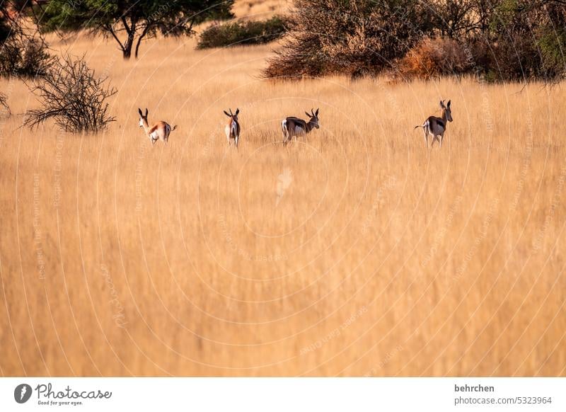 tierisch Wildnis Tier wild frei außergewöhnlich Wildtier fantastisch Springbock Antilopen Namibia Safari Afrika Ferne Fernweh Gras Savanne Trockenheit Tierliebe