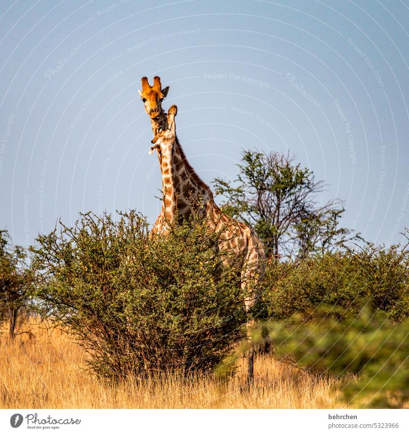 lasst uns mehr kuscheln! Tiergesicht Menschenleer Tourismus Ausflug Tierporträt Wildnis Kalahari Giraffe Tierschutz Tierliebe Wildtier fantastisch