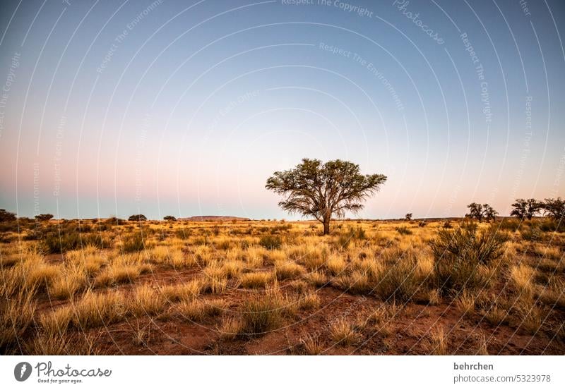 wildes namibia träumen Dämmerung Afrika Einsamkeit magisch Landschaft Wüste Ferien & Urlaub & Reisen Himmel traumhaft romantisch Sträucher Sonnenuntergang Natur