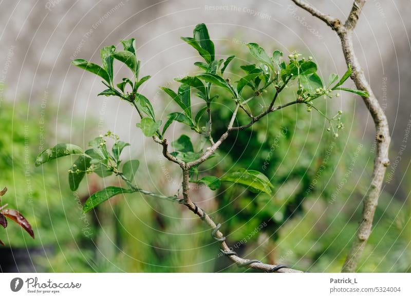 Das Bild zeigt einenZweig eines gedrahteten Bonsais. grün baum pflanze Natur klein Miniatur Pflanze Wachstum Farbfoto Menschenleer Außenaufnahme natürlich