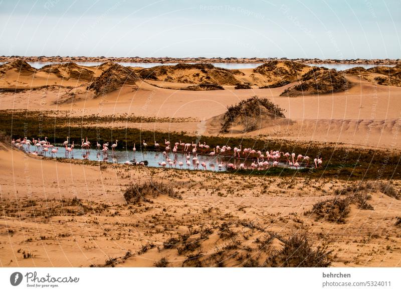 badeparadies Wasser Flamingos frei Vögel Wildtier Sand Wüste Namibia Afrika Meer reisen Ferne Fernweh Ferien & Urlaub & Reisen Natur Freiheit Abenteuer Farbfoto