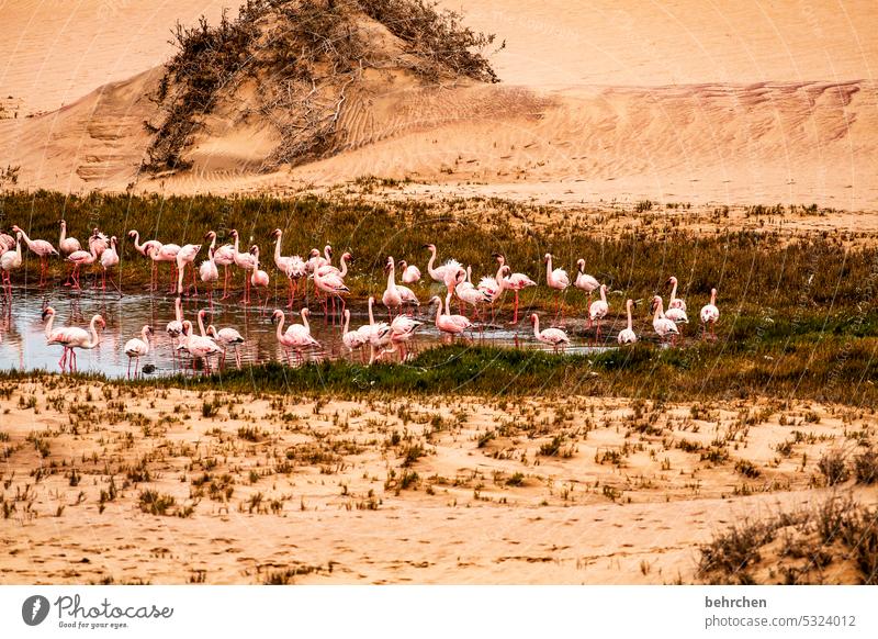 gruppenbaden traumhaft träumen sandwich harbour sanddüne Dünen Swakopmund besonders Walvisbay beeindruckend Landschaft Farbfoto Abenteuer Freiheit Natur