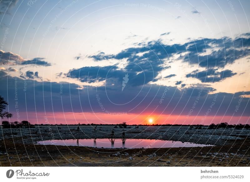 herzensland namibia Afrika Namibia Ferne Fernweh Sonnenlicht Sonnenuntergang Etosha