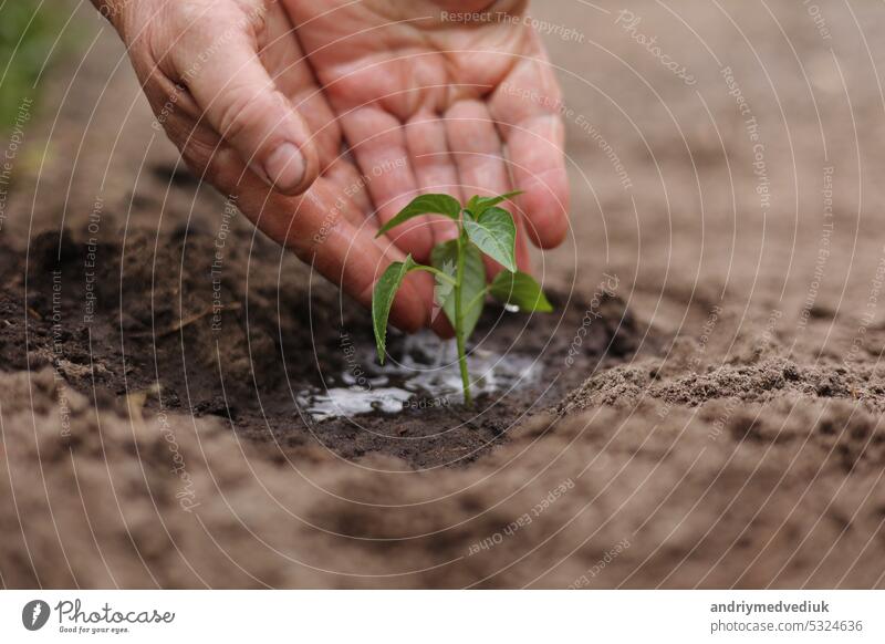 Landwirtschaft. Senior Landwirt die Hände mit Wasser sind Bewässerung grünen Spross von Peper. Junger grüner Setzling im Boden. Wassertropfen, neues Leben des jungen Sprosses. Gartenarbeit im Frühling. Gekeimte Samen in fruchtbarem Boden