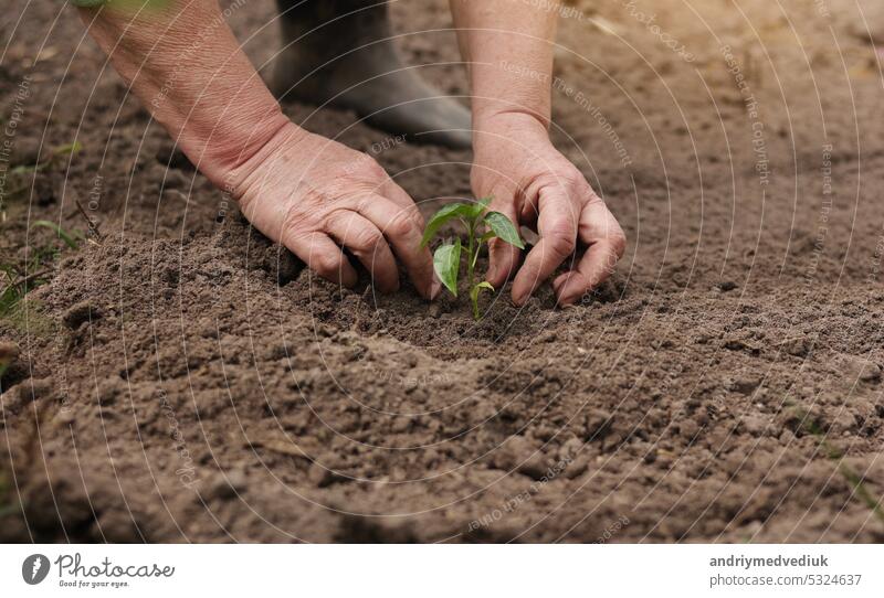 Landwirtschaft. Unbekannter älterer Bauer pflanzt Pfeffersetzlinge im Garten. Hände pflanzen winzige Sprossen in fruchtbaren Boden. Konzept der ökologischen Landwirtschaft, Öko-Leben und Frühling Gartenarbeit.