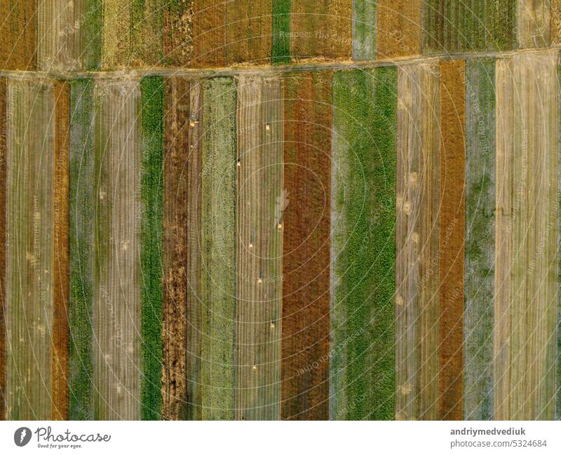 Luftaufnahme von kultivierten grünen Feldern und landwirtschaftlichen Parzellen mit Goldweizen, Strohrollen. Landschaft auf dem Land, Reihen geometrische Form Felder. Konzept der landwirtschaftlichen Industrie. Ukraine