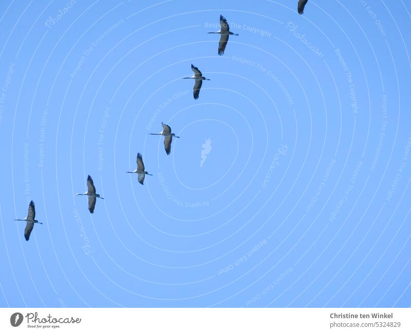 Kraniche am blauen Himmel Formationsflug Kranichflug Kraniche am Himmel Zugvögel Vögel Wildvögel Tiere Wildtiere Freiheit Vogelflug Tiergruppe fliegen Herbst