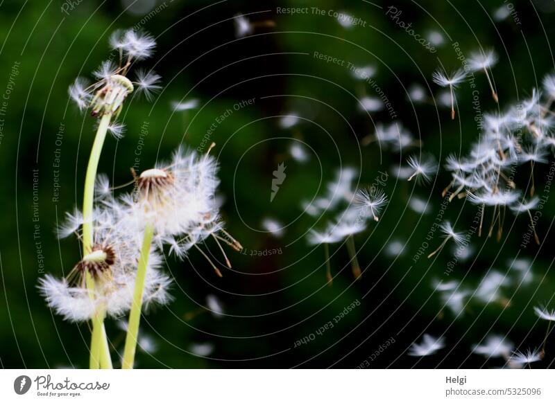 Flugstunde - Löwenzahn-Samen fliegen durch die Luft vor dunklem Hintergrund Samenstand Pusteblume Schirmchen viele Pflanze Natur Frühling Schwache Tiefenschärfe