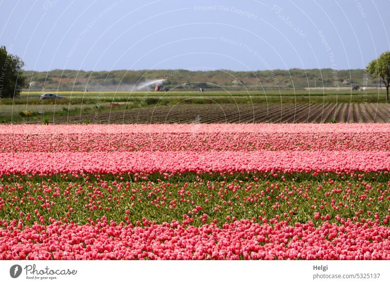 blühende Tulpenfelder in den Niederlanden Tulpenblüte Tulpenzucht Pflanze Blume Holland Feld Farbfoto Frühling Natur Blüte Blühend Außenaufnahme Menschenleer