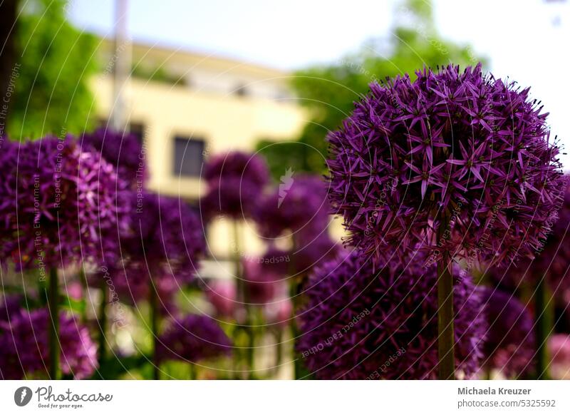 dunkelviolette Allium kugeln, 15 stück, eine scharf der Rest als schönes bukett, platz für text, fülle, frühling sternförmig Nahaufnahme Unschärfe