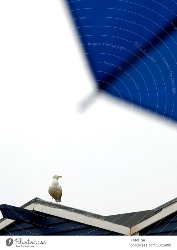 In der rechten oberen Ecke des Bildes ist ein Teil des blauen Regenschirms, den man an der "2 Blaue Buden" auf Helgoland ausleihen kann. Auf dem Dach sitzt nämlich schon eine Möwe, die meine Kibbelinge mopsen möchte. Aber nicht mit mir!