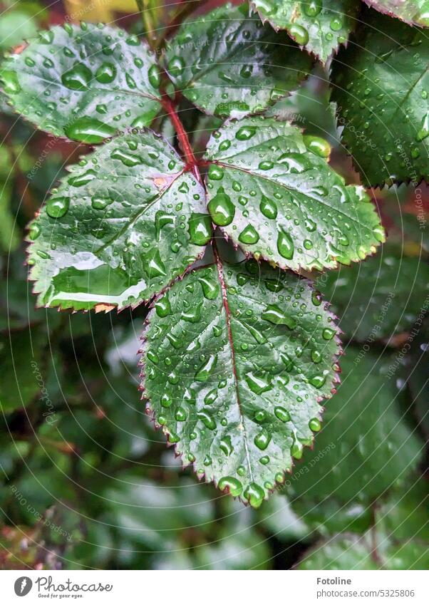 Die Blätter eines Rosenstrauchs sind nass vom Regen. Viele schimpfen über den Regen, aber durch ihn sind diese Blätter so schön saftig grün. Danke Regen! Blatt