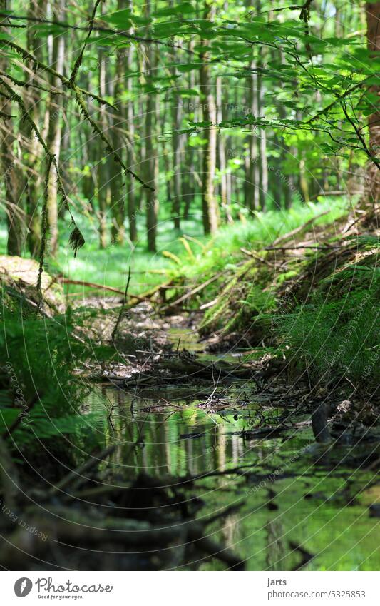 kleiner Bach in einem idyllischen grünen wald Idylle Wald Bachlauf Sonne Spiegelung Natur Landschaft Wasser Umwelt Baum ruhig Reflexion & Spiegelung