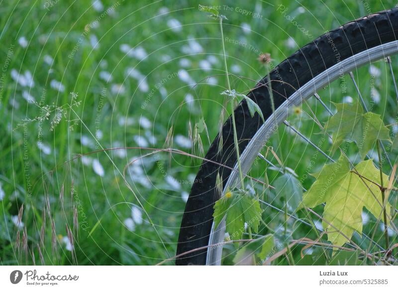 Unterwegs im Grünen... Bewegung draußen Wiese Rad Verkehrsmittel Speichen urban idyllisch Fahrrad grün Fahrradfahren Straßenverkehr Außenaufnahme Menschenleer