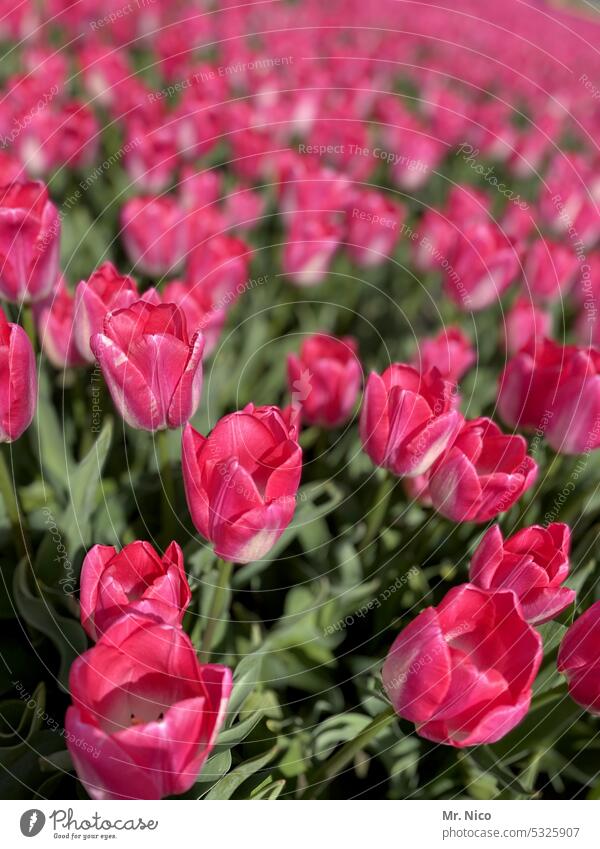 Tulpen farbenprächtig Farbenspiel Tulpenzeit farbenfroh Natur Blumen Frühlingsgefühle Farbenpracht Blüte Tulpenfeld Reihe Blühend Frühlingsblume Tulpenblüte