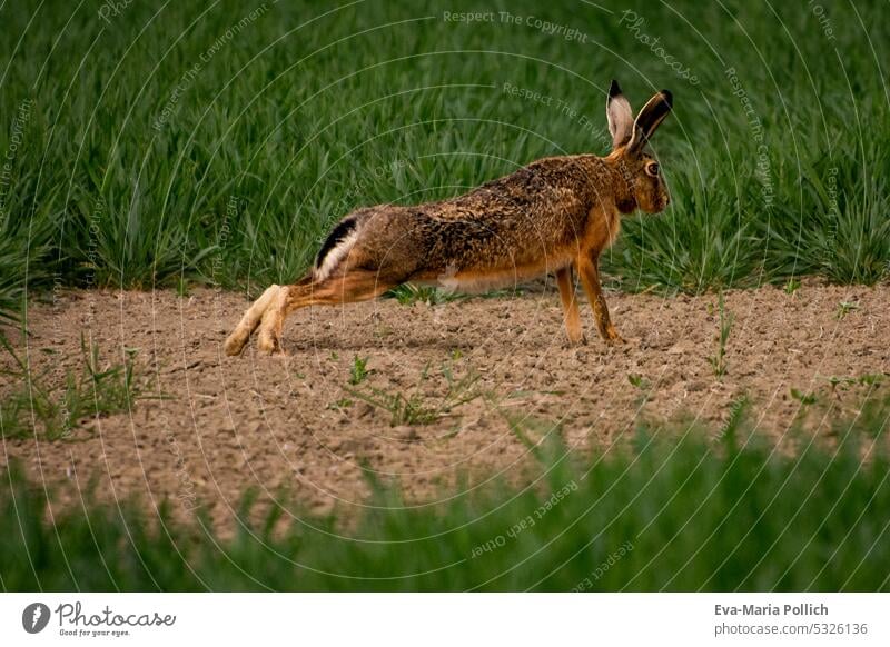 Feldhase im Liegestütz, sportlicher Hase im Feld Hase & Kaninchen Gras Natur Außenaufnahme Wildtier Tier wachsam Hasenohren Umwelt braun niedlich natürlich