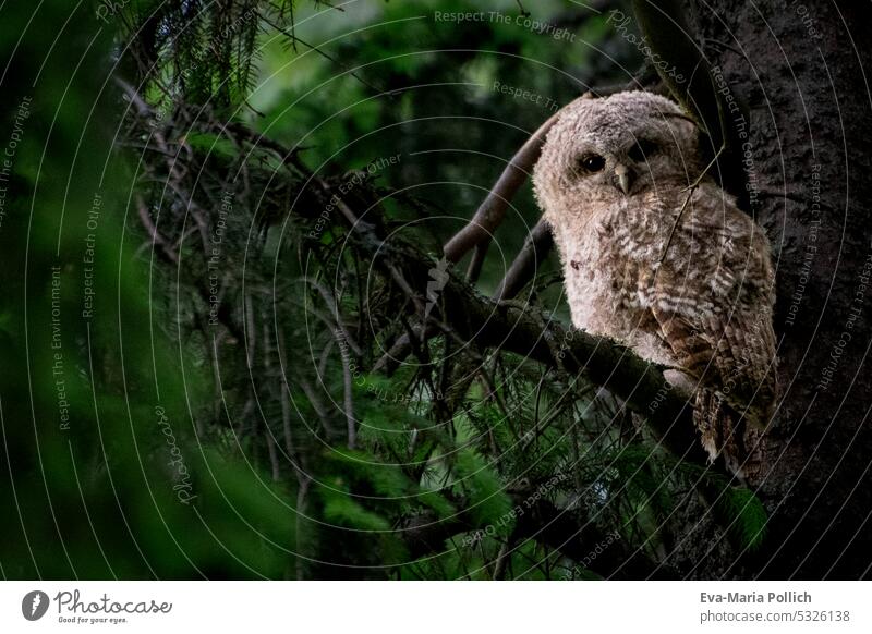 junger Waldkauz im dunklem Wald auf einem Nadelbaum naturfotografie augen vogelart wildbird artenreichtum federn gefieder nahaufnahme Natur Vogel Außenaufnahme