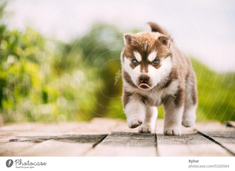 Vier Wochen alter Husky-Welpe von weiß-brauner Farbe auf Holzboden stehend. Hund klein Tier schön Schönheit züchten Eckzahn niedlich heimisch im Freien