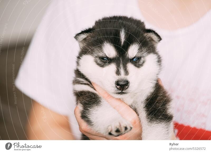 Vier Wochen alter Husky-Welpe von weiß-grau-schwarzer Farbe Close Up Portrait Hund klein Tier schön Schönheit züchten Eckzahn abschließen niedlich heimisch