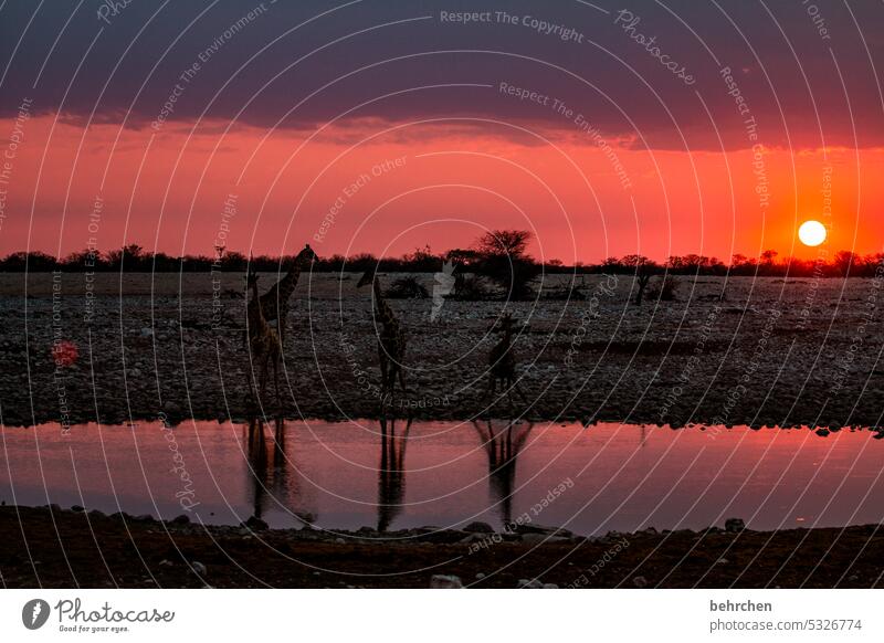 sundowner frei Tierschutz Tierliebe Sonnenuntergang Sonnenlicht Abenddämmerung Wolken Etosha etosha national park Etoscha-Pfanne außergewöhnlich fantastisch