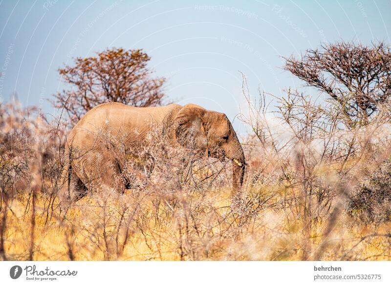 tierisch Elefant etosha national park Etosha Etoscha-Pfanne Wildtier fantastisch außergewöhnlich wild Wildnis frei Tier Namibia Safari Ferne Fernweh Afrika