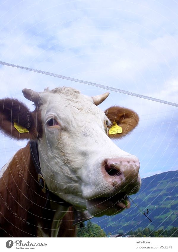 Tiroler Wiederkäuer Kuh Bundesland Tirol Österreich Tier Gras Fressen Auge Nase Blick Ohr Horn