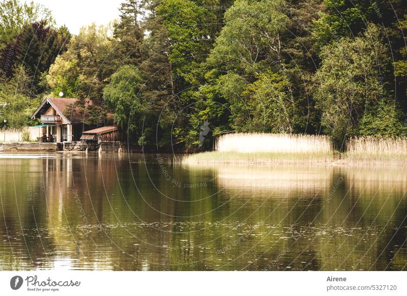 abseits vom Trubel ruhig Erholung See Hütte Bootshaus Seeufer Schönes Wetter Wasser Idylle Holzhaus Reflexion & Spiegelung grün Teich friedlich Einsamkeit