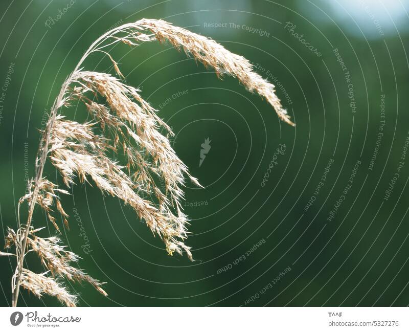 Nahaufnahme Grassamen Gräser Samen Grashalm Grashalme Allergie allergisch Pollenflug Aussaat säen aussäen Verbreitung verbreiten dem Wind aussetzen